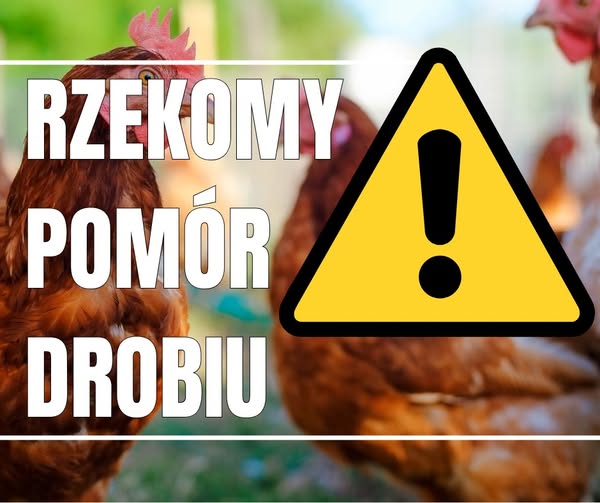 Plan szczepień drobiu przydomowego przeciw rzekomemu pomorowi drobiu (ND)